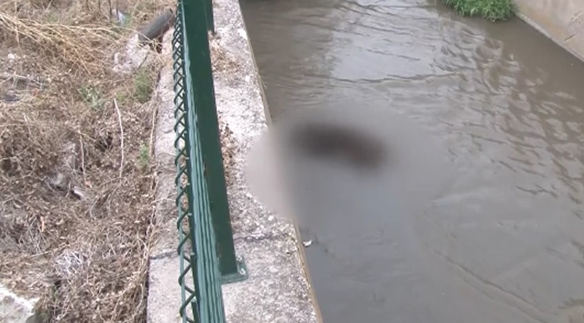Sokak köpeklerini zehirleyip dereye attılar