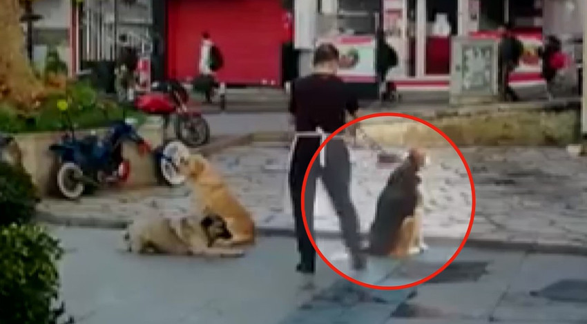 Günün en sevimli haberi... Hepsi sıraya girdi!