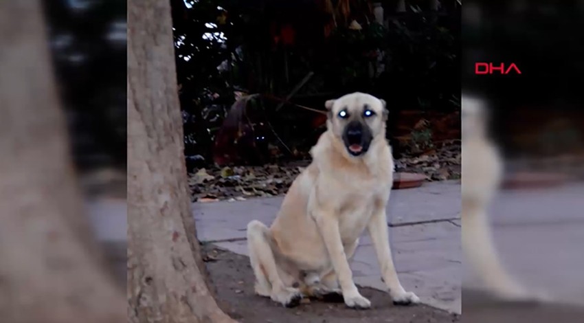 Sokak köpeği, süs köpeğini öldürdü!