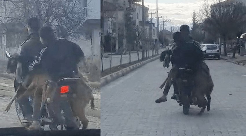 Pes dedirten görüntüler! Motosiklette 2 keçi, 2 insan