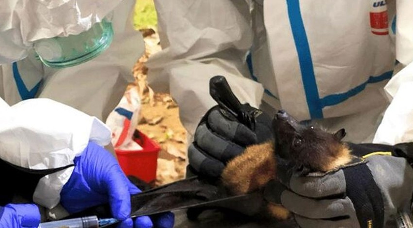 Araştırmacılar 500 civarında yeni korona virüs belirledi