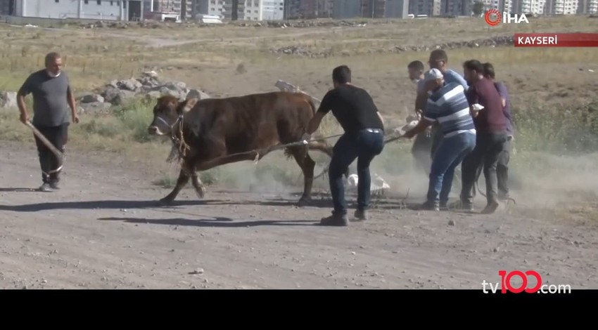 Kaçan kurbanlar, kendini kesen acemi kasaplar... Kurban Bayramı manzaraları...