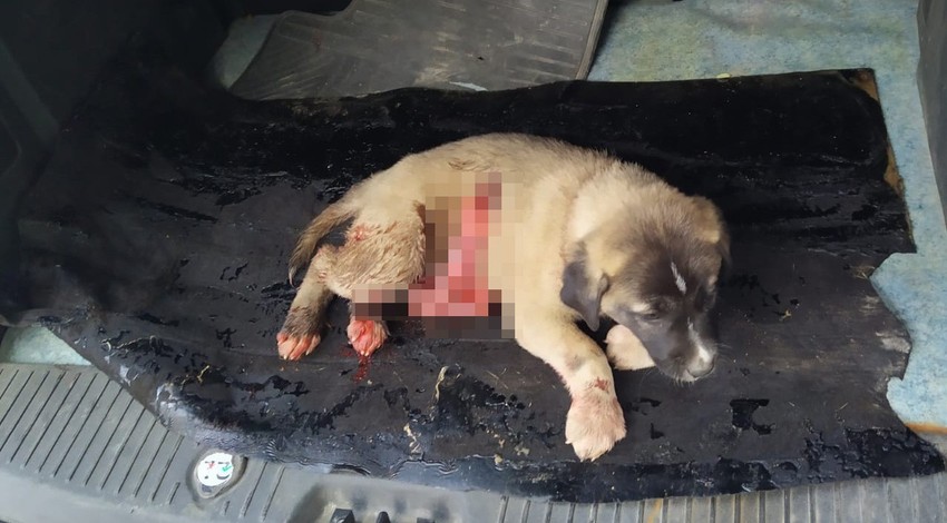 Resmen canilik: Yavru köpeğin boğazını kesip, karnını deştiler