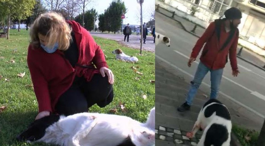 Hayvanseverin köpeğe zarar verdiğini iddia ettiği kişiye tepkisi kamerada