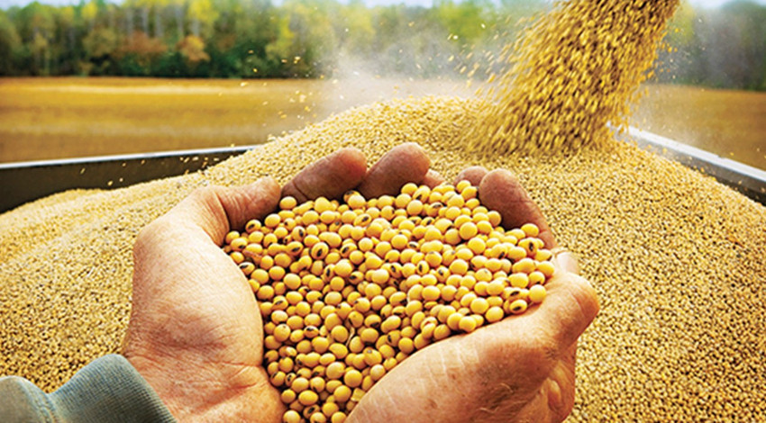 Kayıp yüzde 11'i aştı! Mısır, soya fasülyesi...