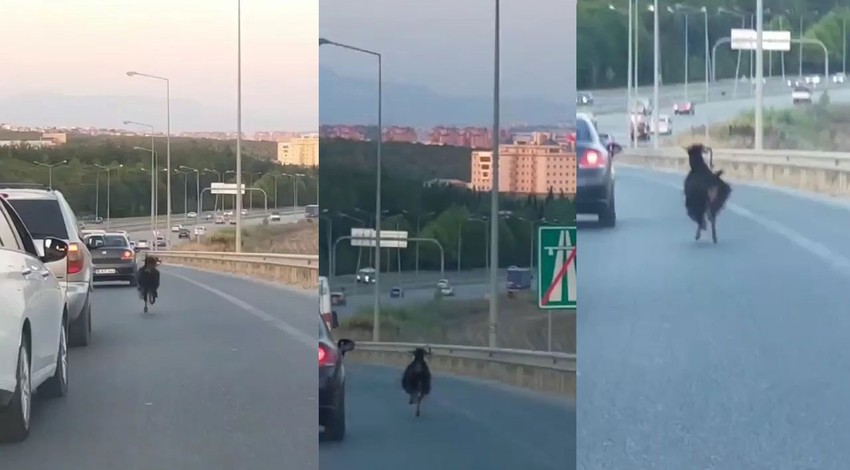 Otobana çıkan keçi, trafiği birbirine kattı!