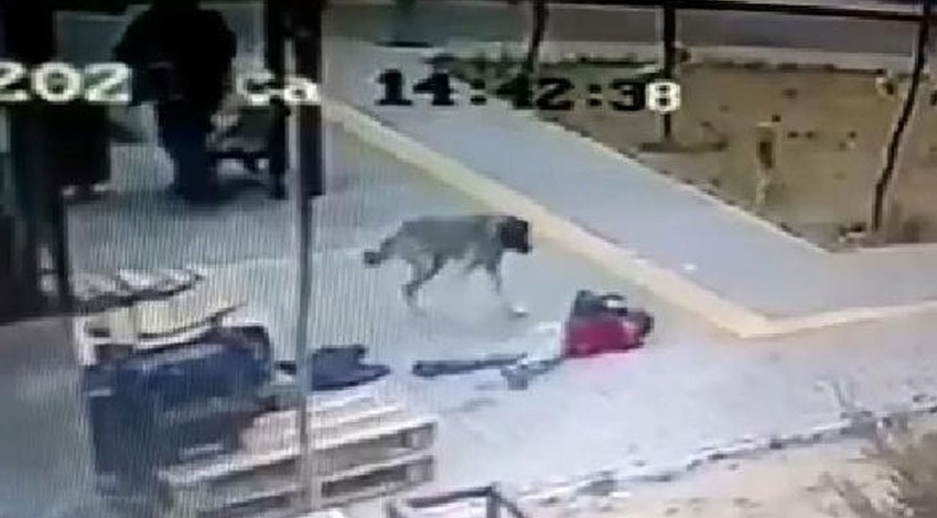 Sokak köpeklerinin saldırdığı çocuğu çevredekiler kurtardı