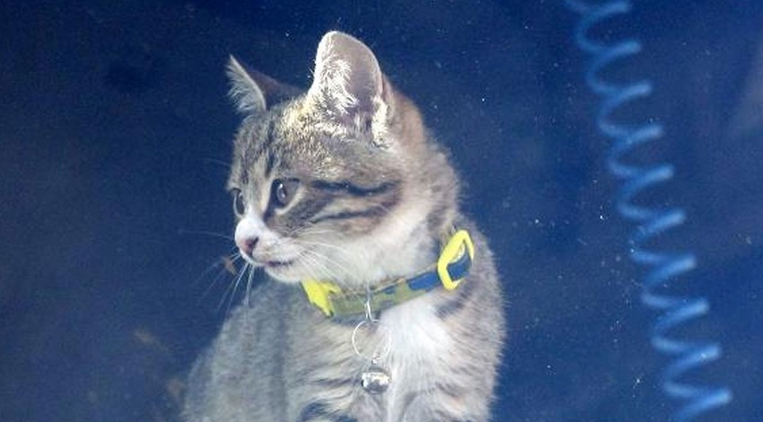 Yaralı bulduğu yavru kedi, TIR şoförünün yol arkadaşı oldu