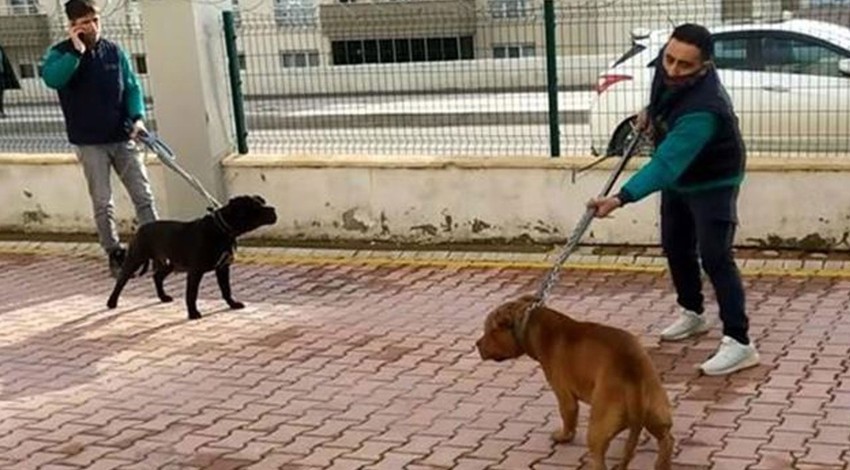 Gaziantep'te pitbull saldırısı: 6 kişi gözaltında