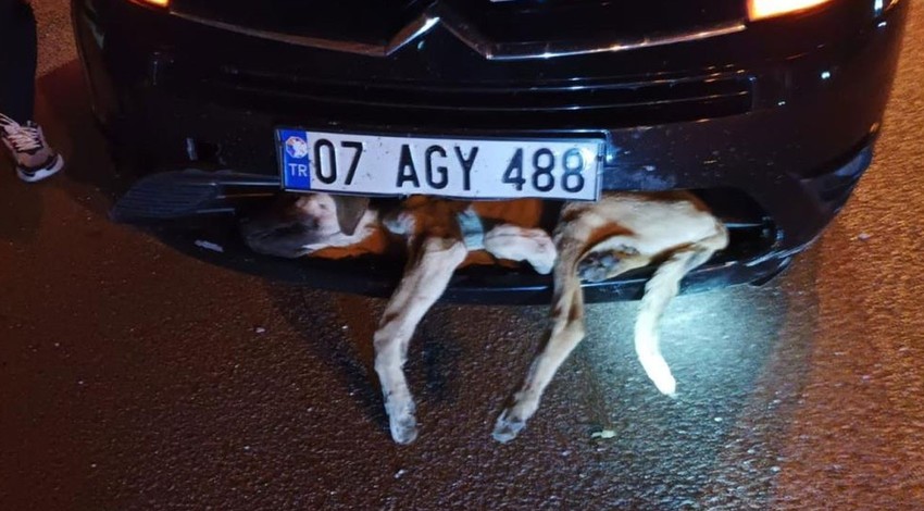 Aracın çarptığı köpek tampona sıkıştı