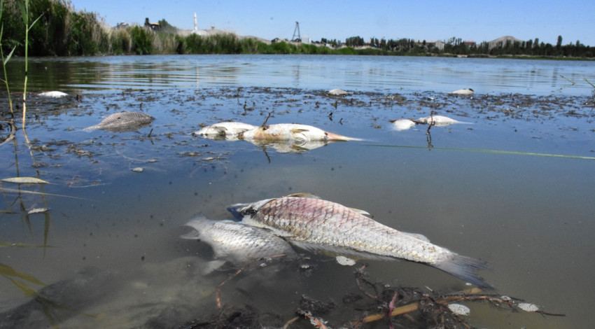 'Ulusal öneme haiz sulak alan' ilan edilen gölde balık ölümleri