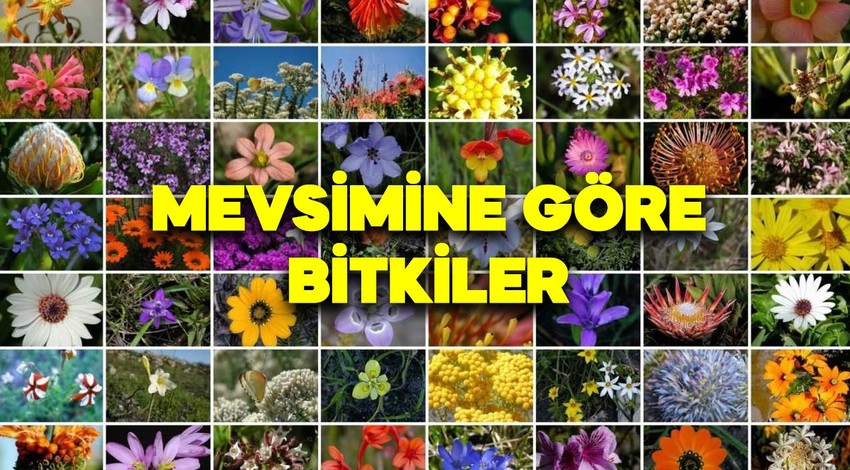 Yaz mevsiminde yetişen bitkiler neler? Hangi mevsimde hangi bitkiler yetişir? İşte, sonbahar, kış, ilkbahar, yaz bitkileri...