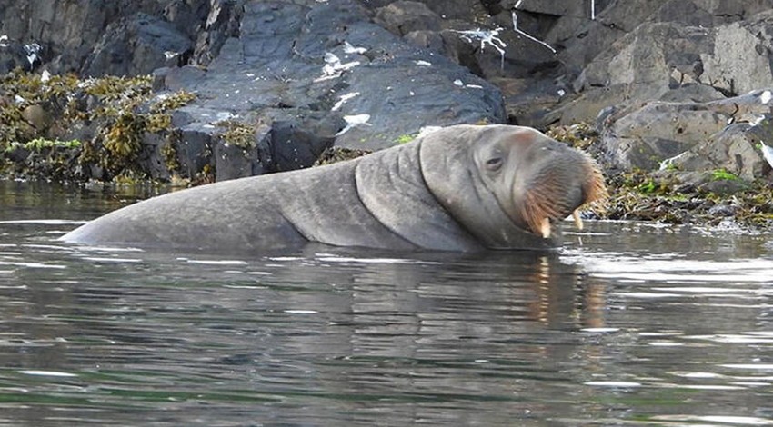 600 kilogramlık deniz aygırı uyutuldu