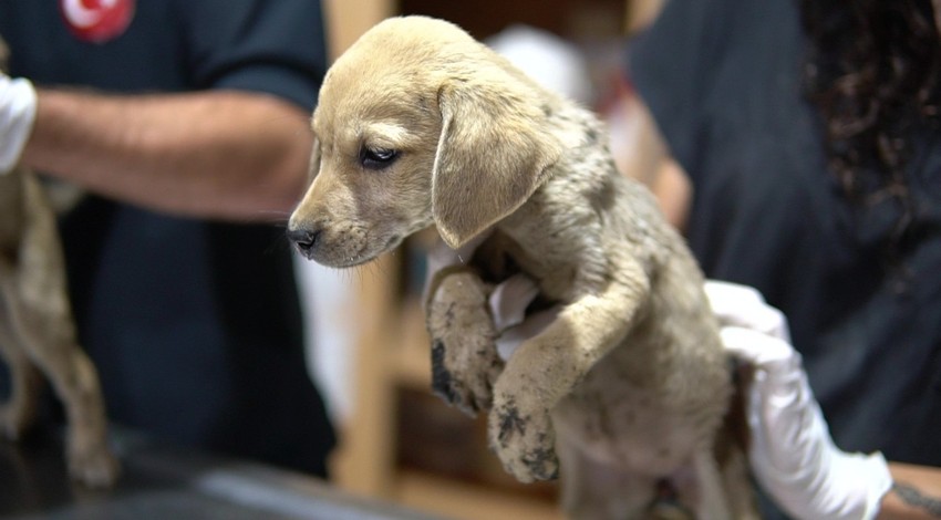 Yok böyle vicdansızlık! Yavru köpekler sıcak asfalta çuval içinde ölüme terk edildi