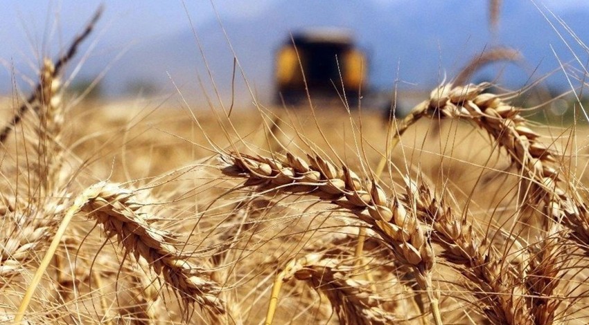Ticaret Bakanlığı harekete geçti! 50 ton buğday boş araziye döküldü!