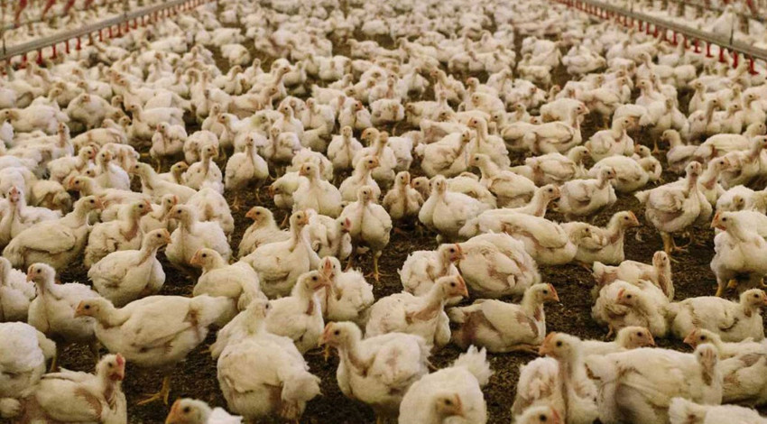 6.5 milyon tavuğun yaşamına saniyeler içinde son verildi... Adres Türkiye ama arkasında korkunç bir durum var