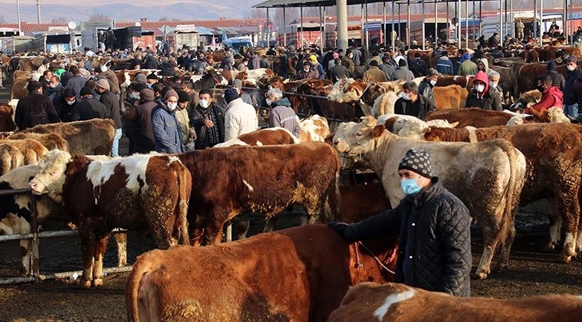 Denizli, Elazığ, Kars'ta aynı anda görüldü, devlet yetkilileri hemen devreye girdi... Tüm hayvan pazarları kapatıldı