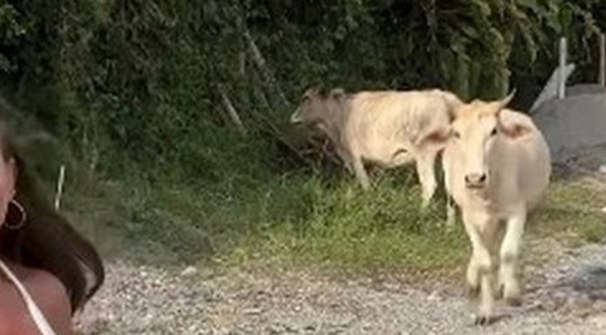 İnek, karşısındaki kadını görünce deliye döndü... Sonrasında yaptığı hareket de çok ilginç