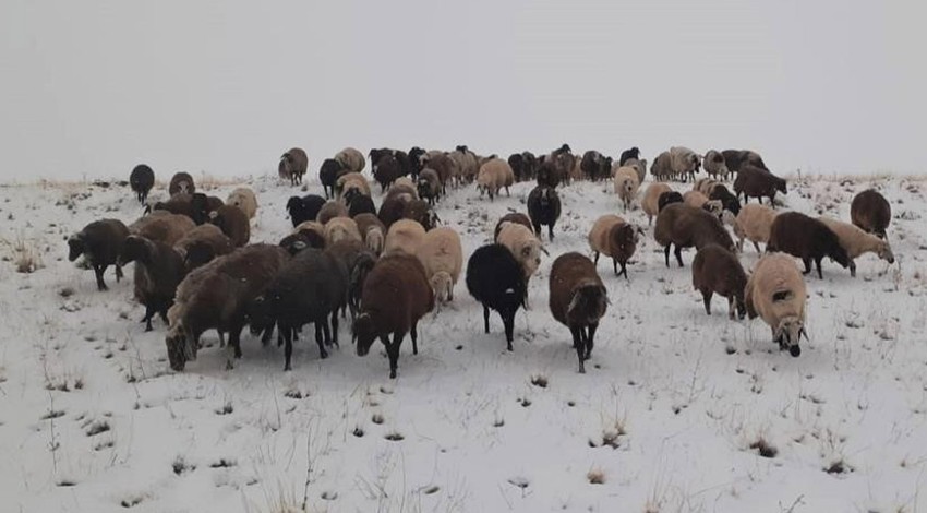 Koyunların zor anları. Meleyerek duruma isyan ettiler