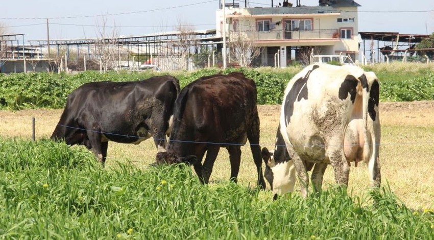 İneklerin etrafına elektrikli teller sarıldı. Gidip kafasını vuran inek titreye titreye kendini geri atıyor