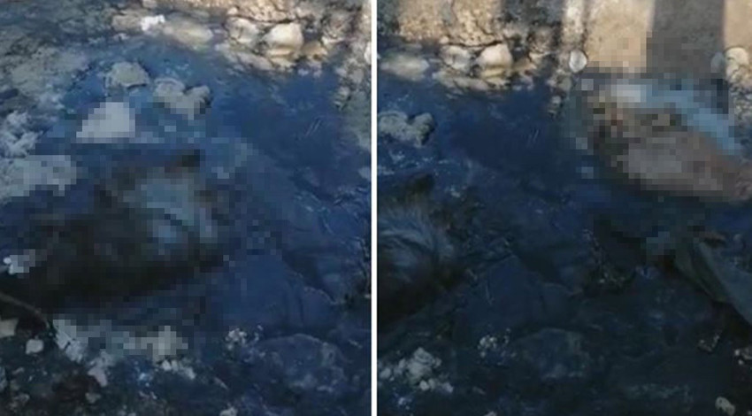 İki keçinin korkunç sonu. Nasıl öldüklerini duyunca telefon ekranını kapatıp bir kafanızı sallayacaksınız