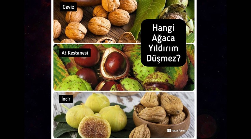 Türkiye için 100 puanlık uzmanlık sorusu. Daha bilen çıkmadı. Hangi ağaca yıldırım düşmez söyleyin bakalım