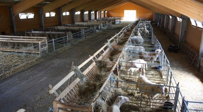 Ahırda sabah saat 3'te acı acı meleme seslerini duydular. Ahıra koştuklarında karşılarında korkunç bir manzara vardı