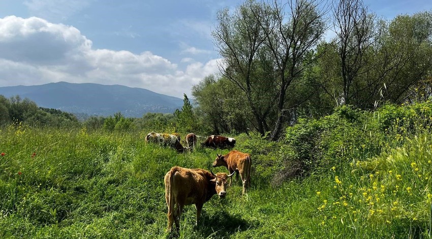 Hayvanlarını doyurmak ve sakinleştirmek için her gün aynı şeyi yapıyor