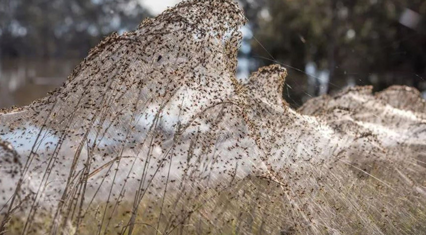 Yaz aylarının kesinlikle kabusu olanlar. Kaçışımız yok onlardan... Bir adam yanlışlıkla evine getirdi, poşetten fırlayıp tüm evi istila ettiler