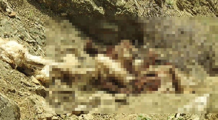 Sürü halinde otlayan koyunların arasına daldılar…17 tanesini birden acı içinde öldürdüler
