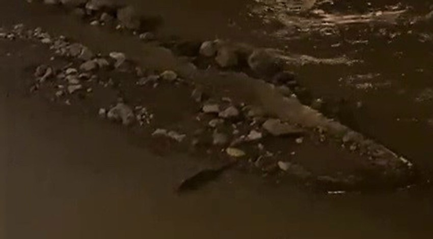 Nesli tükenme tehlikesi altında! Böyle görüntülendi