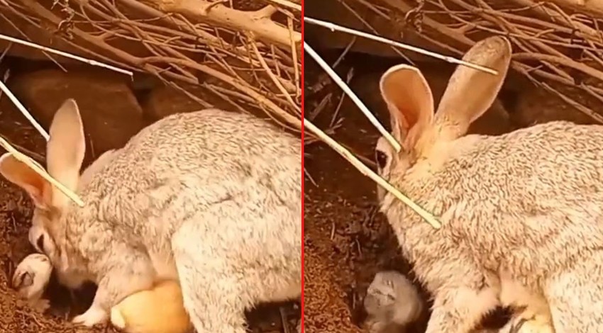 Yavrularını yırtıcı hayvanlardan korumak için tek bir hareket yapıyor…Anne tavşanın o anları videoda…Mutlaka izleyin