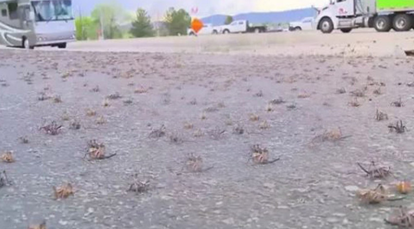 Milyonlar tanesi aynı anda harekete geçti... İki bölgeyi ele geçirdiler... Sular, yollar, arabalar her yerdeler. Patlamış mısır sesi çıkarıyorlar