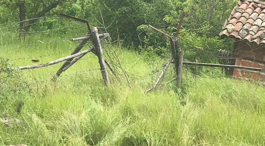 Aç kalan ayı sabah 10.00’da çitileri kırarak içeri daldı…Didik didik edip bütün hepsini parçaladı
