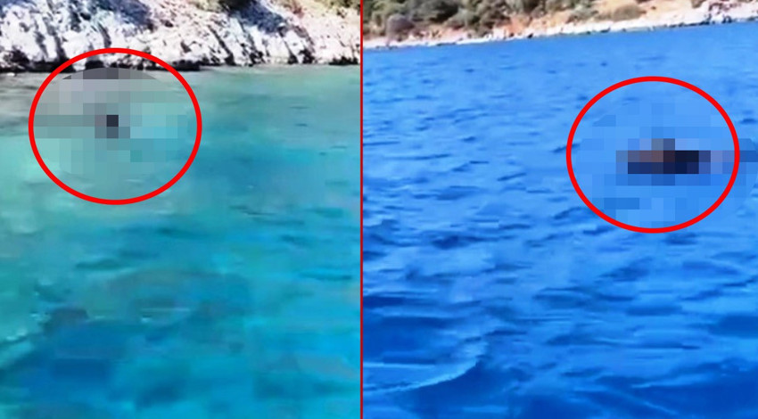 Bodrum'da tatil yapan vatandaşlar denizde gördükleri canlıya inanamadı! Ne işin var senin orada... Hepsi elleriyle gölge yapıp ona baktı