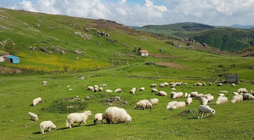 Türkiye'de endişe verici olay... Bu daha başlangıç... Koyunlarını otlatmaya giden çoban gördüğü manzarayla dondu kaldı, koyunlar bile şoka girdi