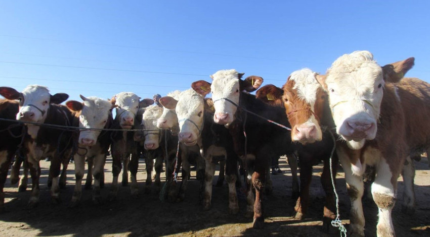 Hayvan pazarında hastalık alarmı: İkinci bir emre kadar kapatıldı