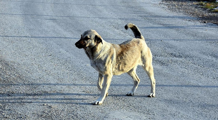 İstanbul Valiliği'nden 39 ilçeye ‘sokak köpeklerini toplayın’ talimatı