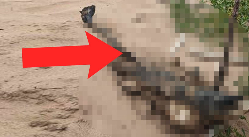 Sahilde yürüyen kadın, kumsalda toprağa bulanmış yaratığı görünce adım atmakta zorlandı... Hemen art art flaşları patlatıp fotoğrafını çekti