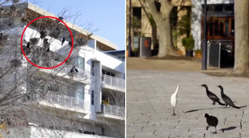 Kuşlardan ürkütücü haber geldi.. Kontrolden çıktılar, insanları gördükleri yerde üzerlerine doğru gidiyorlar. Halk çaresiz kaldı