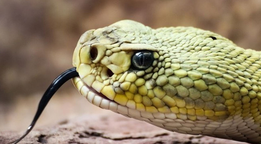 Ordu'da piknik yapan ailenin yanına süzüle süzüle geldi... Su gibi sessizdi. Sonra bir anda kendisini çantanın içine attı