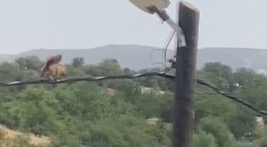 Tuncelili sincaptan akrobatik hareketler... Görenler şaşkına döndü, o anlar cep telefonu kameralarına yansıdı