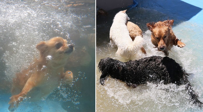 Sahipleri otelde onlar pet otelde! Sıcaktan bunalan pet otel sakinleri havuzda serinliyor
