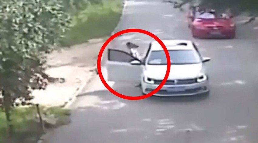 Dünyanın en korkunç videosu yayınlandı. Kırmızı uyarı var, izlerken dikkat! Kadın vahşi doğada açtan indi ve sonrası felaket