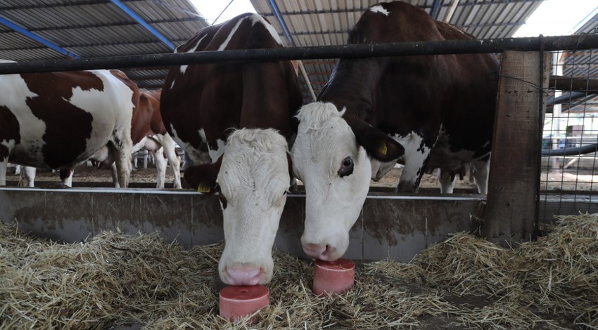 Üreticiler talep etti onlar yaptı... Yaklaşık 650 bin küçükbaş ve büyükbaş hayvan için 140 bin adet mineral taşı dağıtıldı