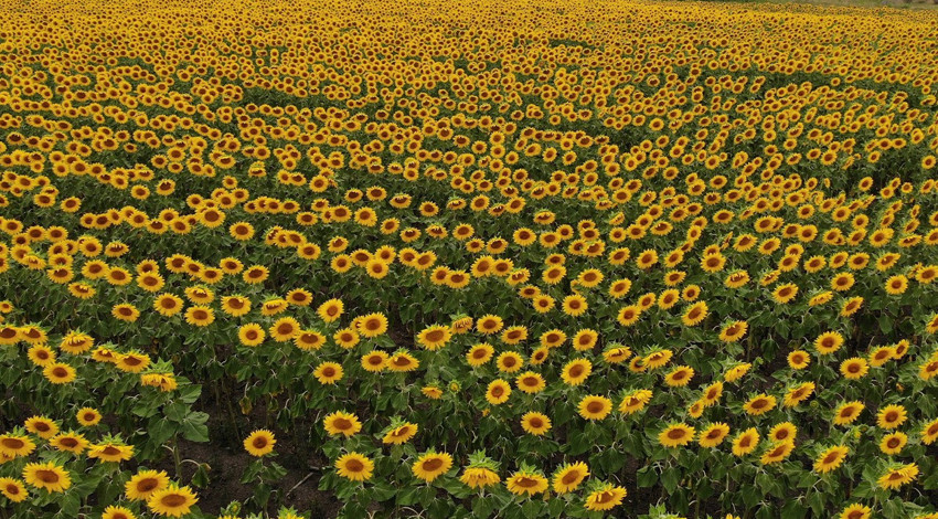 Kars'ta tarlalar ayçiçeği açtı. Üreticinin yüzü güldü
