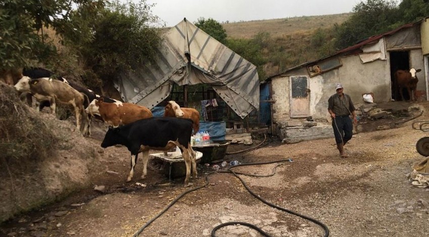 Siz siz olun ineklerinize bunları yedirmeyin. Otlamaya çıkınca bulduklarını yediler. Ortadan ikiye çatlayıp telef oldular