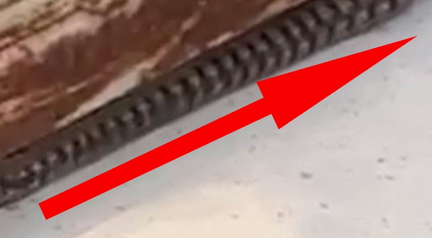 Elazığ'da elektrik panosunun içerisine giren canlı tüm mahalleyi ürküttü... Kimse uzun süre panonun önünden bile geçemedi