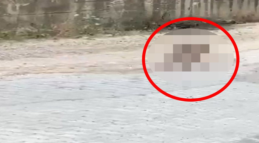 Yalova’da şehir merkezine kadar inen canlı büyük panik yarattı... Kuduz hastalığının doğadaki temel kaynaklarından biri. Görürseniz yaklaşmayın