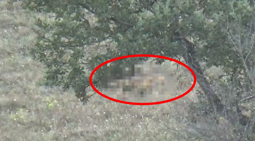 Bolu, Yalova, Sakarya, Düzce veya Kocaeli hepiniz çok dikkat edin... Aç kaldılar, girecek ev arıyorlar. Koridorda aniden önünüze çıkmasınlar